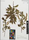 Foto von Salix pentandra L.
